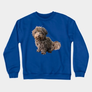 Cute Havanese Dog Crewneck Sweatshirt